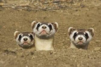 Three Black Footed Ferrets Fototapeten Tapeten Photowall