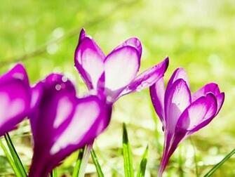 Pretty Purple Summer Flowers Wallpaper