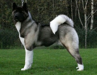 Animal Wallpaper HD Hq Akita Dogs All