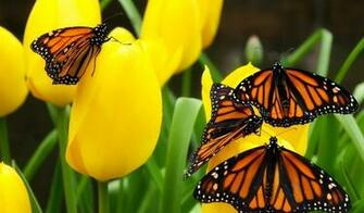Butterflies Wallpaper55 Best