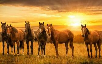 Imagens Manada De Cavalos P R Do Sol Belos