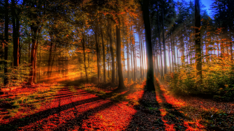 Mystical Forest Wallpaper