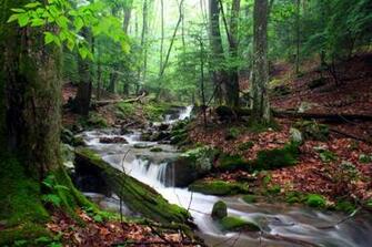 Forest Waterfall Wallpaper Pictures Screensavers