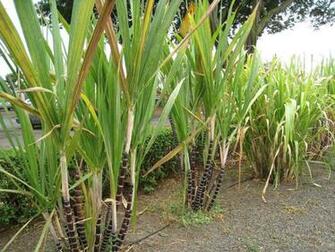 Sugarcane Wallpaper