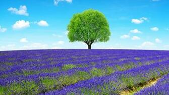 Pictures Provence France Nature Fields Lavandula Trees