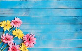 Wallpaper Yellow And Pink Gerbera Flowers Blue Wood Board