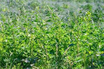Weed Background In Vector Eps Psd Sample Templates