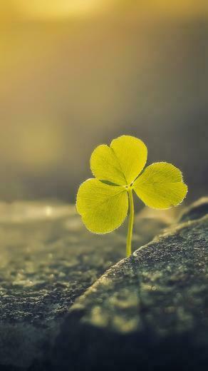 Three Leaf Clover Sunlight Macro Android Wallpaper
