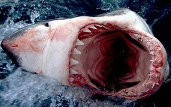 Shark Wallpaper Desktopwallpaper Desktop Background