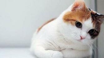 Cat Wallpaper Cool Photo Image Deskotop Cats