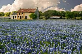Today In Fredericksburg Texas Bluebonnets Bloom