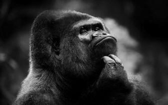 Chimpanzee Wallpaper X Net