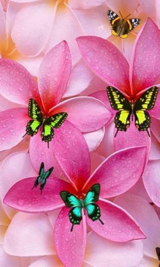Flower Wallpaper For Windows Phone 80