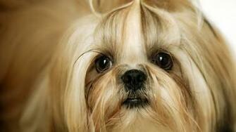 Shih Tzu Desktop Wallpaper