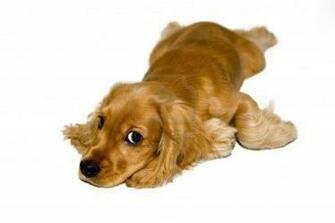 England Other Names Cocker Spaniel Nicknames