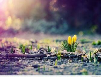 March April Spring Wallpaper