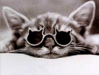 Cool Cat Wallpaper Animaux