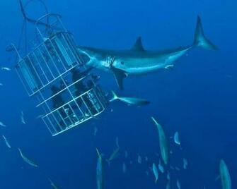 Probably Don T Holler Out For Mommy Photo By Shark Wallpaper