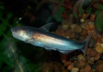 Catfish Wallpaper For Desktop Handpicked S