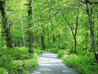 Wallpaper Summer Nature