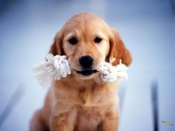 All Wallpaper Beautiful Dog HD