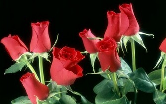 Red Rose Flowers Wallpaper