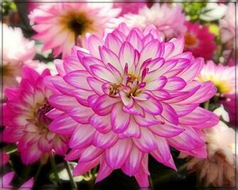 Rainbow Of Dahlias By Trixxie17 Caedes Desktop Wallpaper