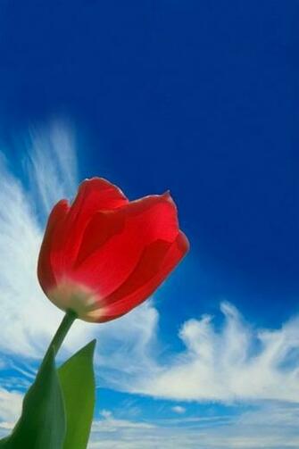 Tulip Wallpaper High Definition