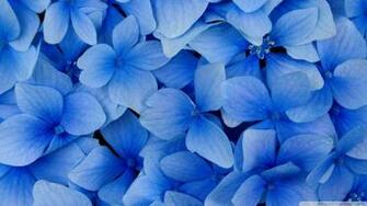 Blue Hydrangea Blossoms Wallpaper