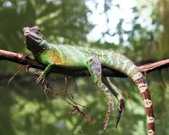 Bearded Dragon Wallpaper Jpg