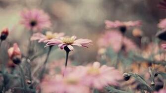 Vintage Flowers Wallpaper HD Pictures One