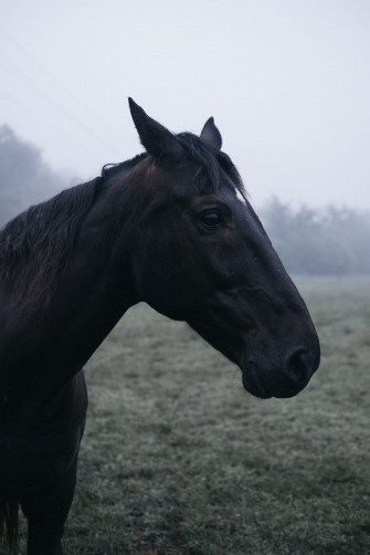 The Side Of A Horses Face Horse 4k Phone HD Wallpaper