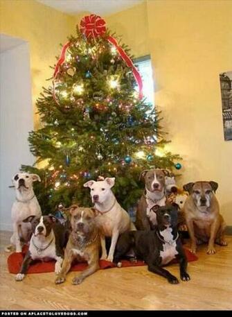 Merry Christmas Pit Bull Chat