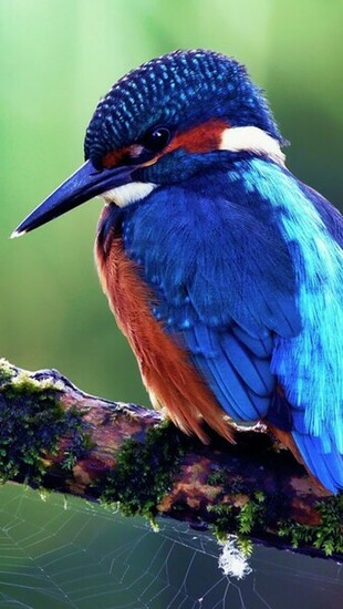 Blue Bird Wallpaper iPhone