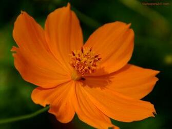 Flowers Wallpaper Orange