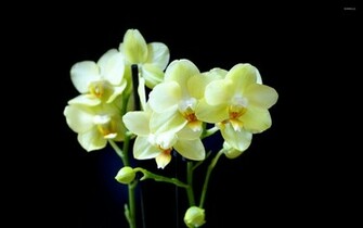 Orchids Yellow Flowers Flower Wallpaper HD