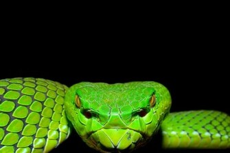 Gaboon Viper Snake Wallpaper Helionip