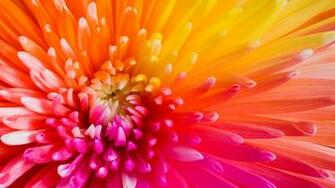 Wallpaper Colourful Flowers 4k HD Nature