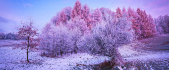 Winter Wallpaper