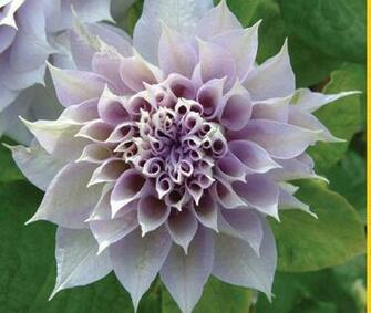 Petals Dance Flowers Purple Smile Clematis Nature Flower Double