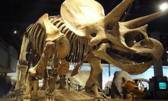 Dinosaur Skeleton Wallpaper Android Apps On Google Play