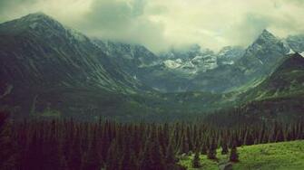 Pine Tree Background