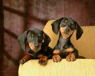 Miniature Dachshund Puppies Wallpaper Puppy
