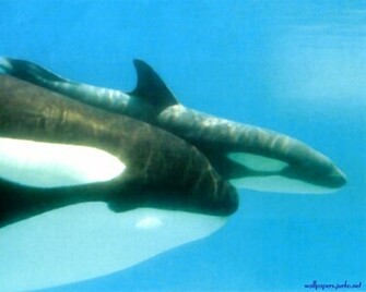 Wallpaper Pc Computer Killer Whale And
