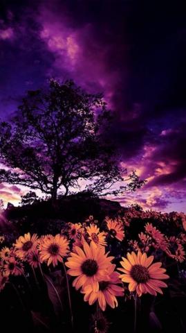 Sheri Lynn On Purple With Image Photography