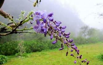 HD Wisteria Wallpaper