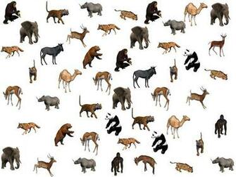 Background Animals Zoo Sauermaul Image From
