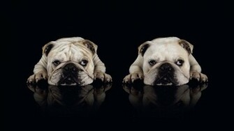 Two Bulldog Wallpaper