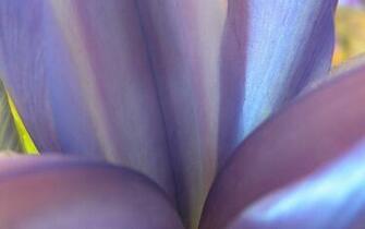 Mac Flower Wallpaper Weddingdressin