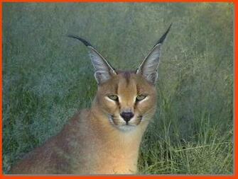 Screensaver Big Cats Cosmo Cat S Home